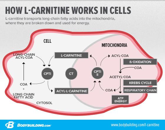 how l-carnitne works