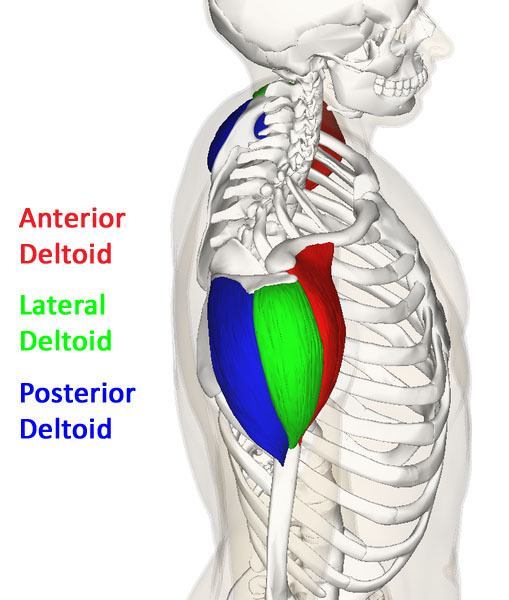 deltoid anatomy
