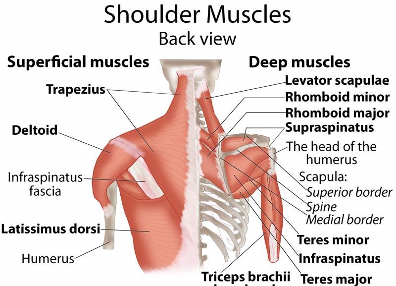 shoulder muscles image
